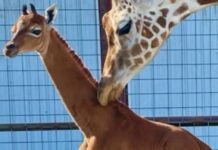 ABD hayvanat bahçesinde, Dünyada ‘tek: olduğuna inanılan lekesiz bir zürafa doğdu