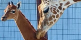 ABD hayvanat bahçesinde, Dünyada ‘tek: olduğuna inanılan lekesiz bir zürafa doğdu
