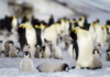 Küresel ısınma Antarktika’daki buzulları kırdı; yaklaşık 10.000 penguen öldü