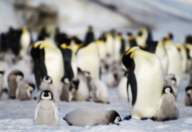 Küresel ısınma Antarktika’daki buzulları kırdı; yaklaşık 10.000 penguen öldü