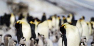 Küresel ısınma Antarktika’daki buzulları kırdı; yaklaşık 10.000 penguen öldü