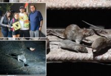 📽️Kim tahmin ederdi; Gerçek New York deneyimi için ‘fare turları’ düzenleniyor