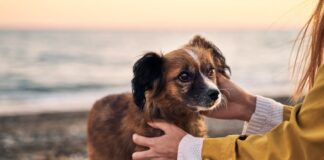 Malaga’da , İspanya’nın ilk halka açık evcil hayvan mezarlığı açılıyor.