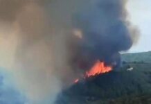 Mudanya’da orman yangını; alevler rüzgârın etkisiyle yayılıyor