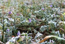 Ardahan: -4 derece !