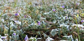 Ardahan: -4 derece !