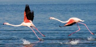 Türkiye’nin ilk Flamingo Festivali 15-17 Eylül tarihleri arasında İzmir’de yapılacak.