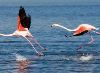 Türkiye’nin ilk Flamingo Festivali 15-17 Eylül tarihleri arasında İzmir’de yapılacak.