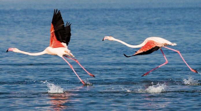 Türkiye’nin ilk Flamingo Festivali 15-17 Eylül tarihleri arasında İzmir’de yapılacak.
