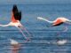 Türkiye’nin ilk Flamingo Festivali 15-17 Eylül tarihleri arasında İzmir’de yapılacak.