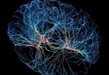 Bilim, insanları benzersiz kılan beyin hücrelerini belirledi