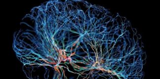 Bilim, insanları benzersiz kılan beyin hücrelerini belirledi