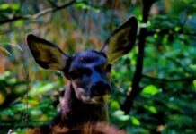 📽️Nesli tükeniyordu, Bursa’da görüntülendi