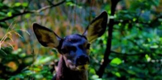 📽️Nesli tükeniyordu, Bursa’da görüntülendi