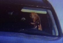 DİREKSİYONDA KÖPEK Mİ VAR?