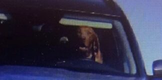 DİREKSİYONDA KÖPEK Mİ VAR?