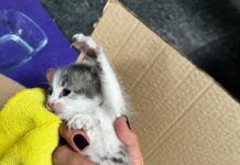 📽️ İstanbul Beşiktaş’ta kurtarılan yavru kediye bakıcı anne aranıyor