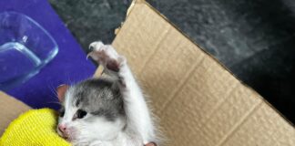 📽️ İstanbul Beşiktaş’ta kurtarılan yavru kediye bakıcı anne aranıyor