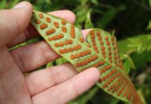 Pek çok bitkinin tükenme tehlikesiyle karşı karşıya olduğu, mevcut ilaçların yarısını kaybedebileceğimiz belirtiliyor