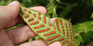 Pek çok bitkinin tükenme tehlikesiyle karşı karşıya olduğu, mevcut ilaçların yarısını kaybedebileceğimiz belirtiliyor
