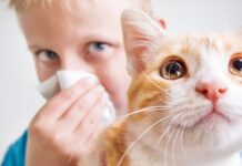 Bilim insanları kedi alerjilerine karşı çığır açan bir aşıyı test ediyor.