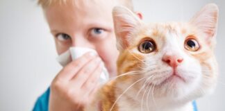 Bilim insanları kedi alerjilerine karşı çığır açan bir aşıyı test ediyor.