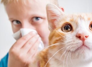Bilim insanları kedi alerjilerine karşı çığır açan bir aşıyı test ediyor.