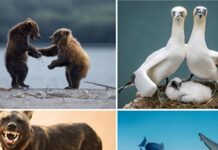 📸2023 Komik Vahşi Yaşam Fotoğrafları finalistleri belli oldu