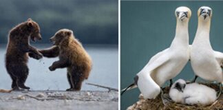 📸2023 Komik Vahşi Yaşam Fotoğrafları finalistleri belli oldu