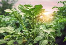 Japon bilim insanları, bitkilerin böcekleri uzaklaştırmak için birbirleriyle nasıl konuştuklarını keşfetti.