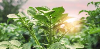 Japon bilim insanları, bitkilerin böcekleri uzaklaştırmak için birbirleriyle nasıl konuştuklarını keşfetti.