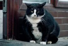 Gacek (Kaszubska Kralı), diyete başladı!