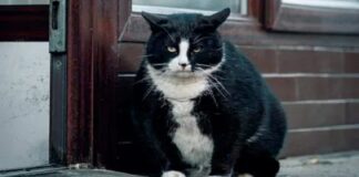 Gacek (Kaszubska Kralı), diyete başladı!