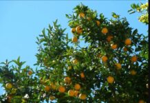 BAHÇE-MARKET FARKI 8 MİSLİ AMA ÜRETİCİ ZARARDA