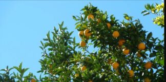 BAHÇE-MARKET FARKI 8 MİSLİ AMA ÜRETİCİ ZARARDA