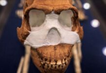 İNSANIN EVRİMİ TEORİSİ YENİDEN YAZILABİLİR