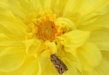 Sadece erkekleri öldüren yeni bir virüs keşfedildi