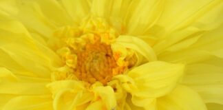 Sadece erkekleri öldüren yeni bir virüs keşfedildi