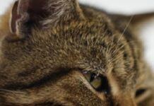 Kedi, sahibini hapse girmekten kurtardı!