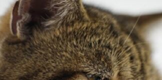 Kedi, sahibini hapse girmekten kurtardı!