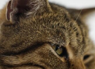 Kedi, sahibini hapse girmekten kurtardı!