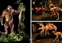 📽️ GERÇEK HAYVANLARIN ANATOMİ SERGİSİ YARIN İSTANBUL’DA AÇILIYOR