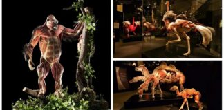 📽️ GERÇEK HAYVANLARIN ANATOMİ SERGİSİ YARIN İSTANBUL’DA AÇILIYOR