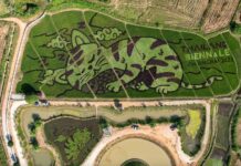 PİRİNÇ TARLASINDA UYUYAN DEV BİR KEDİ