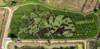 PİRİNÇ TARLASINDA UYUYAN DEV BİR KEDİ