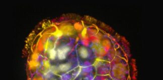 ABD’li araştırmacılar, insan hücrelerinden küçük canlı robotlar üretti.