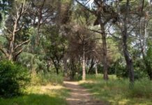 Üsküdar’da Validebağ Korusu’nda yapılacak ‘Millet Bahçesi Projesi’nin iptal kararı onandı.