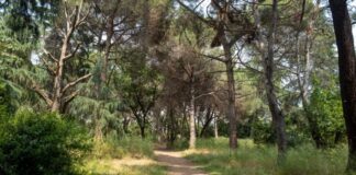 Üsküdar’da Validebağ Korusu’nda yapılacak ‘Millet Bahçesi Projesi’nin iptal kararı onandı.