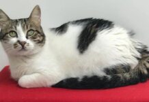 İstanbul Modern’in sembollerinden ‘Ayşe Kedi’ hayatını kaybetti.