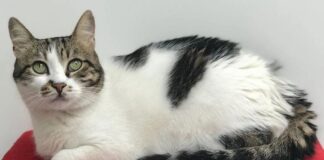 İstanbul Modern’in sembollerinden ‘Ayşe Kedi’ hayatını kaybetti.